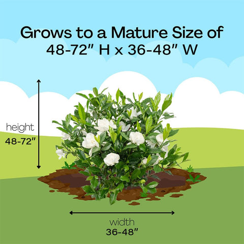 Generic August Beauty Gardenia fragrance enhancing outdoor moments