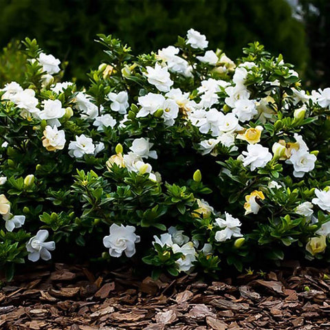 Generic August Beauty Gardenia velvety double petals add elegance