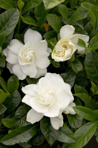 Generic August Beauty Gardenia in full white blooms with rich fragrance