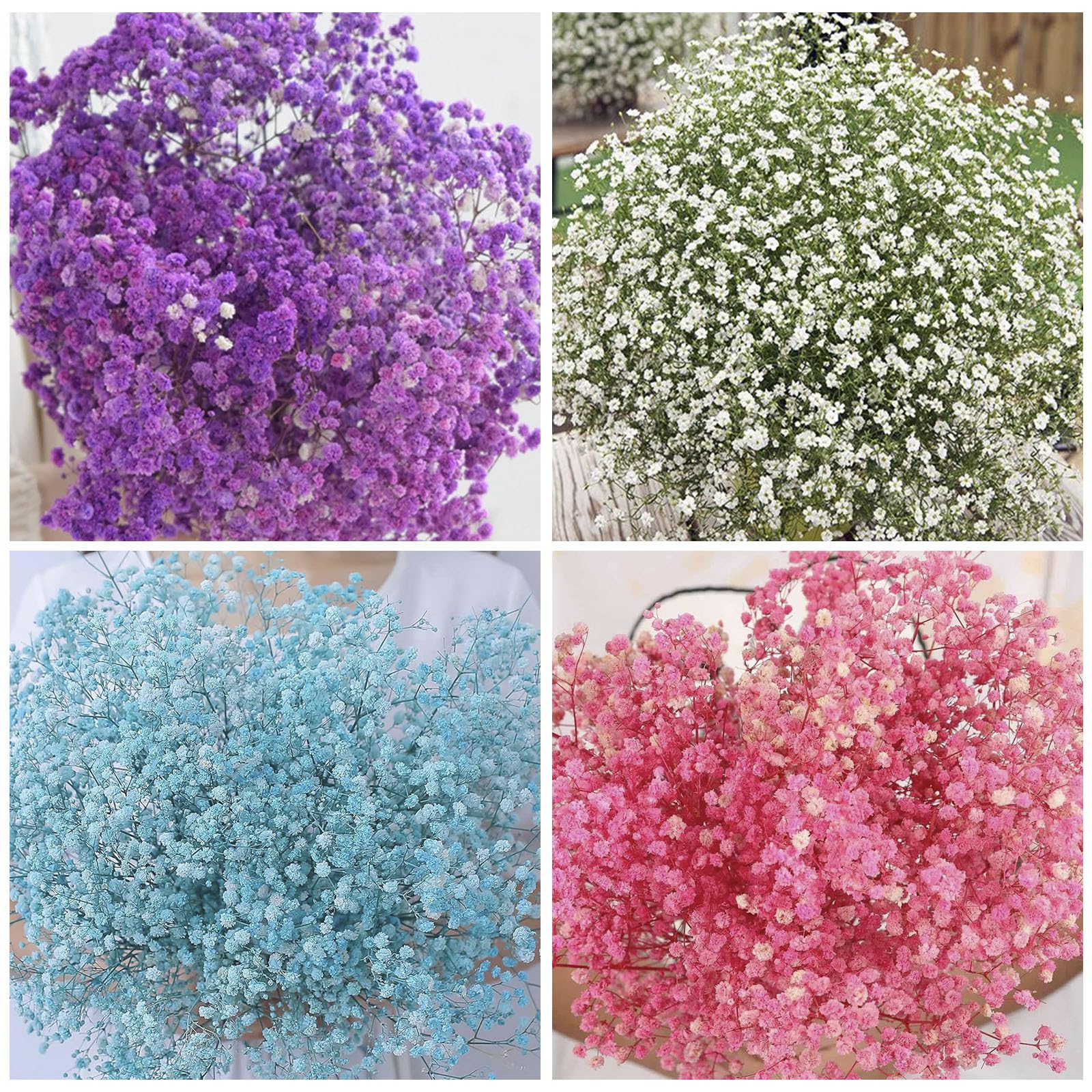 Generic Baby's Breath seeds mix colors for borders and soft edges.