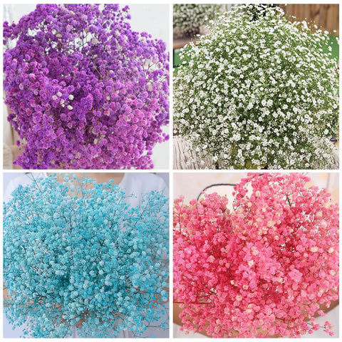 Generic Baby's Breath seeds mix colors for borders and soft edges.