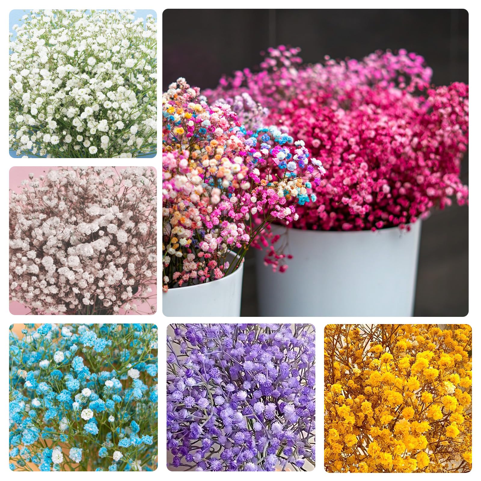 Generic Baby's Breath seeds in mixed colors for bouquet filler and garden accents.