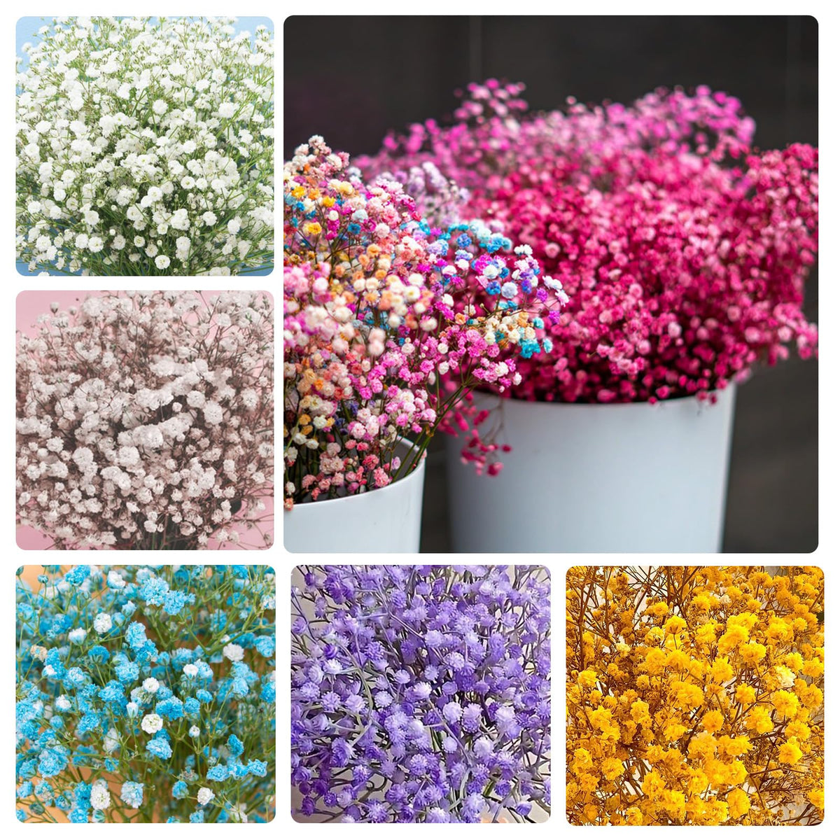 Generic Baby's Breath seeds in mixed colors for bouquet filler and garden accents.