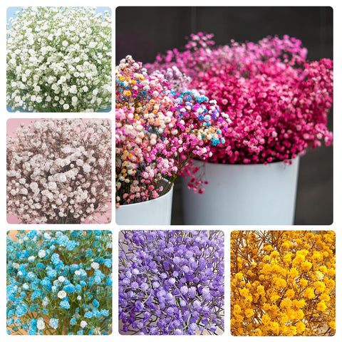 Generic Baby's Breath seeds in mixed colors for bouquet filler and garden accents.