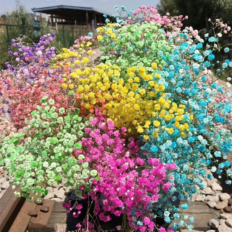 Generic Baby's Breath seeds for outdoor planting with versatile, drought-tolerant blooms.