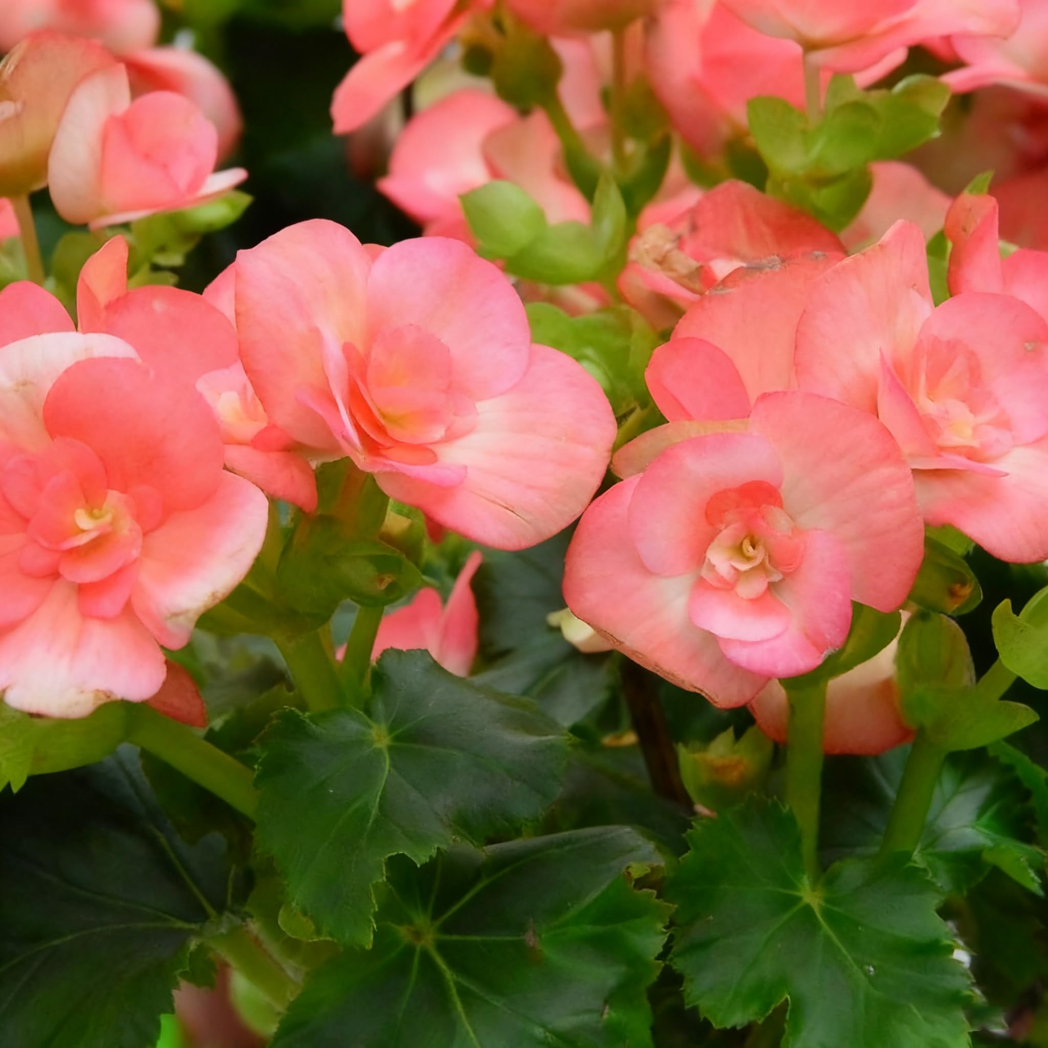 Generic Begonia Seeds suitable for bonsai-style decoration and compact displays.