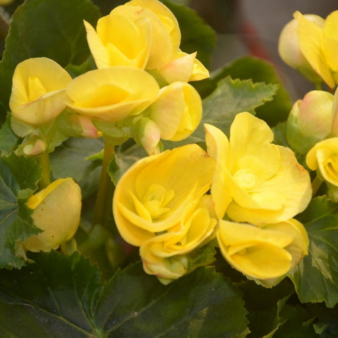 Generic Begonia Seeds producing double rose-form blooms for elegant containers.