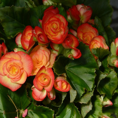 Generic Begonia Seeds offering extended blooming from late spring through fall.