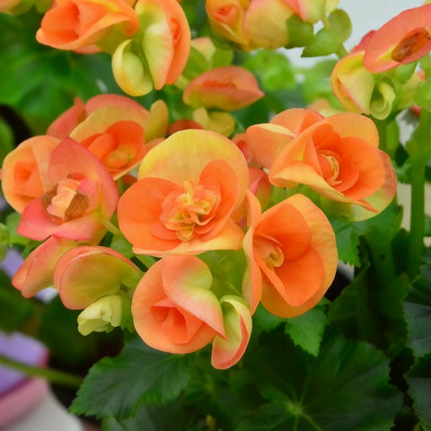 Generic Begonia Seeds surface sow method for reliable germination.