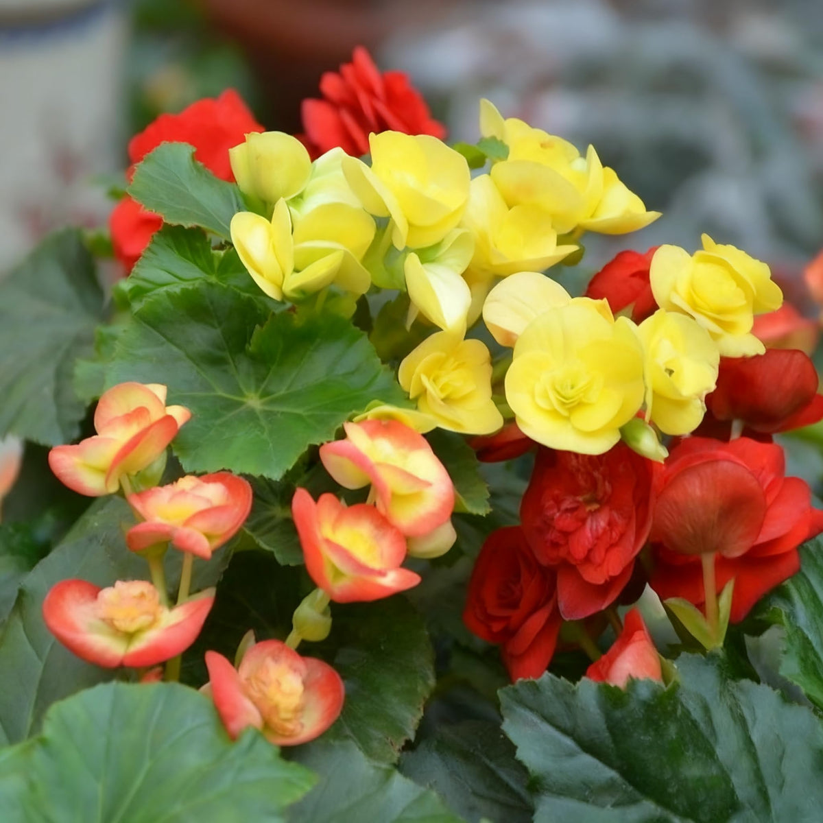 Generic Begonia Seeds with mixed colors for a vibrant garden display.