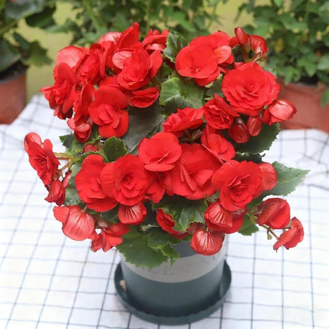 Generic Begonia Seeds support year-round color with proper care indoors.