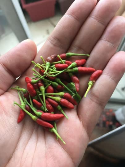 Generic Bird's Eye Chili seeds 25+ pack ready to grow a very hot spice.