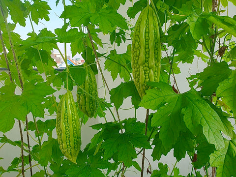 Generic Bitter Melon Seeds harvested fruits ready for fresh cooking