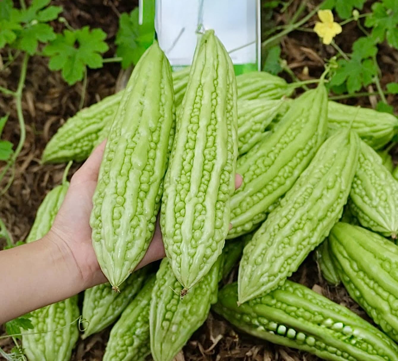 Generic Bitter Melon Seeds packaging shows premium organic seeds for home growing