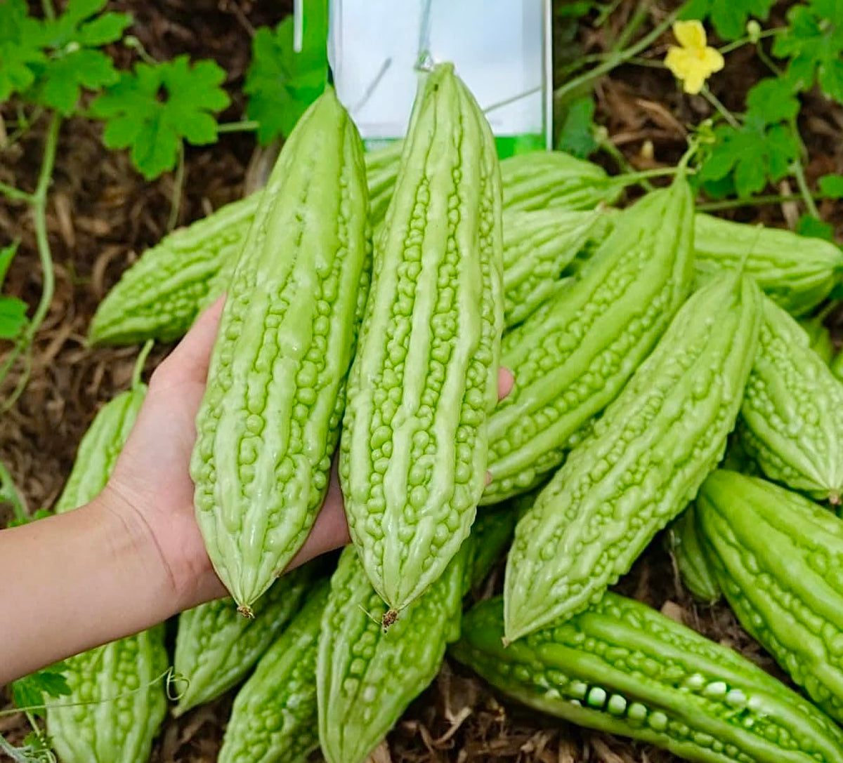 Generic Bitter Melon Seeds packaging shows premium organic seeds for home growing