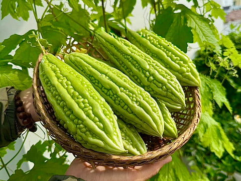 Generic Bitter Melon Seeds in patio garden pots enable easy balcony growing