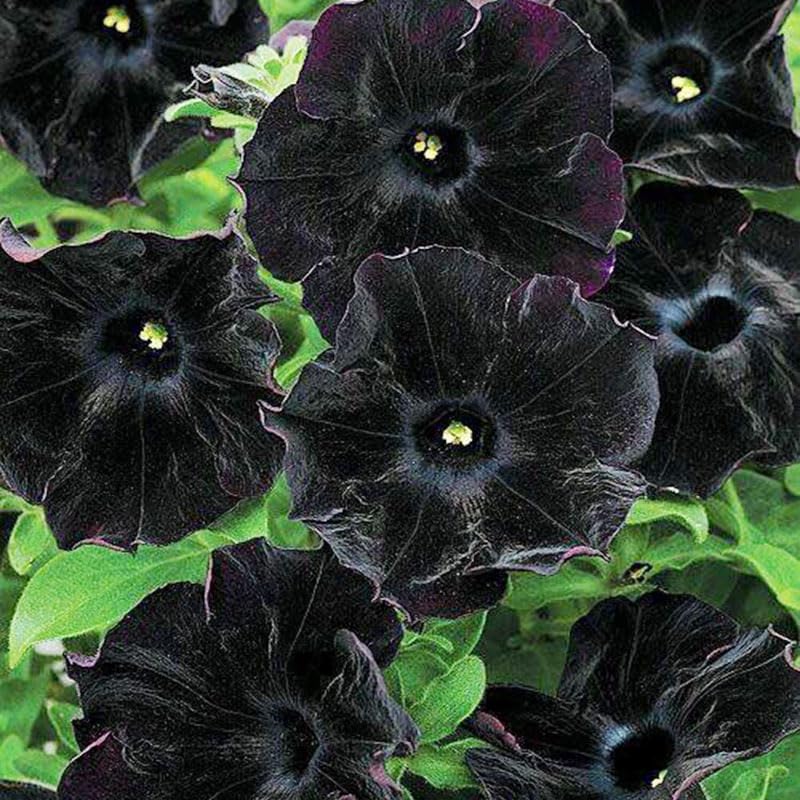 Generic black petunia seeds create elegant borders and containers with dark color.