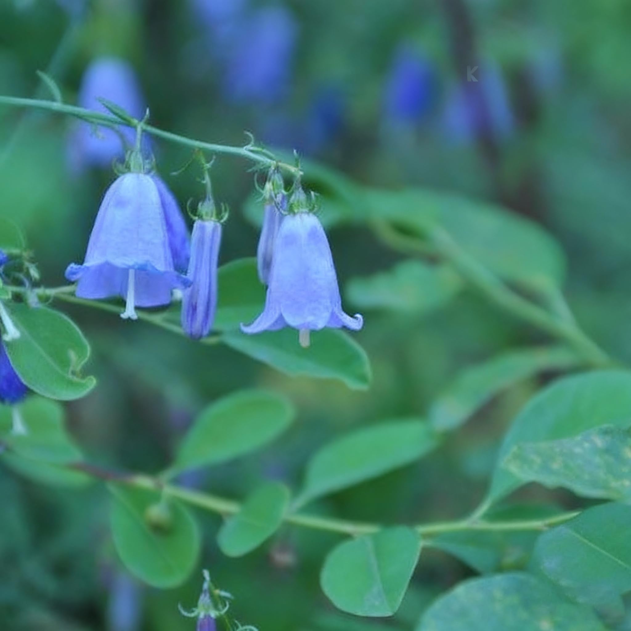 Generic blue-bellflower seeds showcase blue blooms for borders.