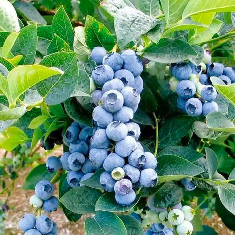 Generic blueberry bushes used as perennial hedges add color.