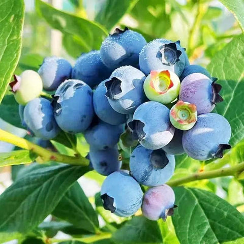 Generic blueberry seeds undergoing cold stratification for strong germination.