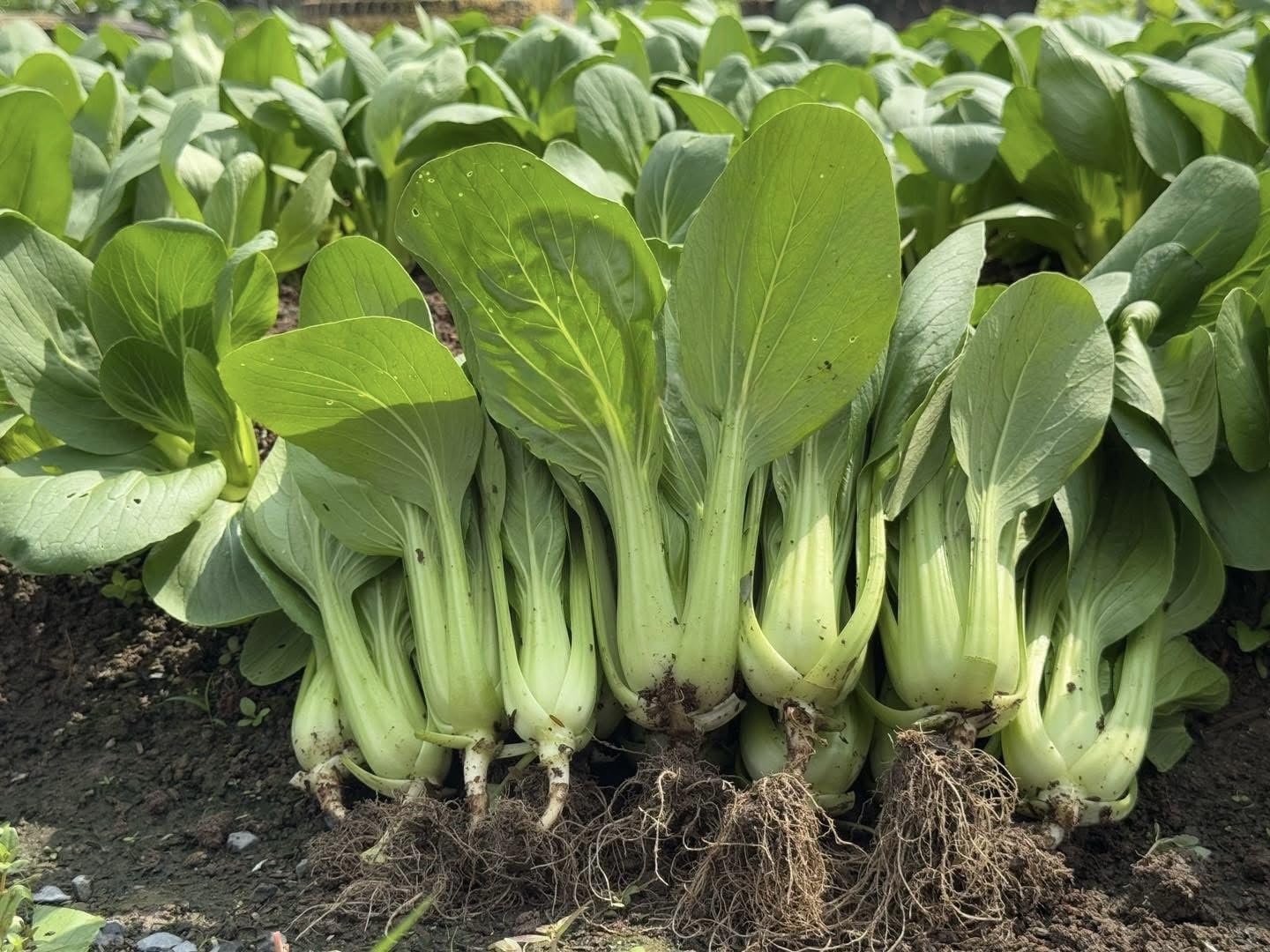 Generic bok choy harvested stalks ideal for stir-fries and soups