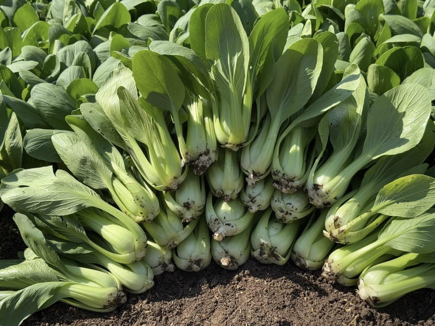 Generic bok choy seeds germination close-up showing strong rate