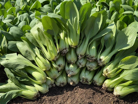 Generic bok choy seeds germination close-up showing strong rate