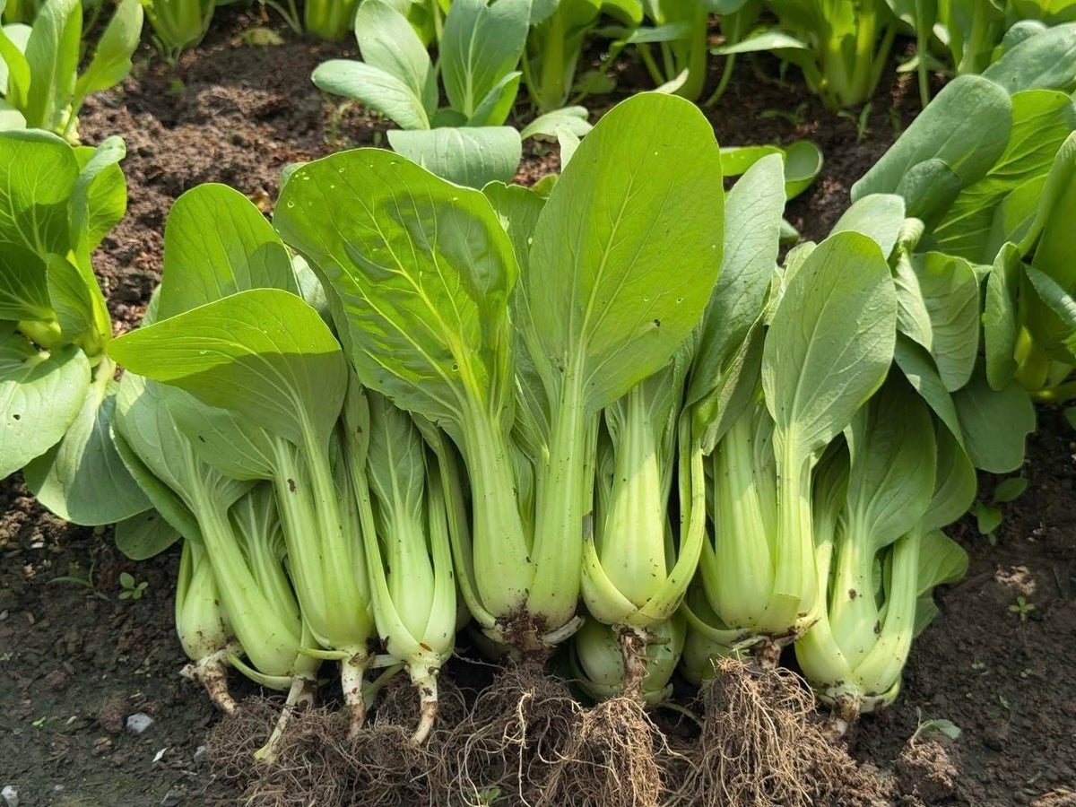 Generic bok choy seeds packet for easy home gardening