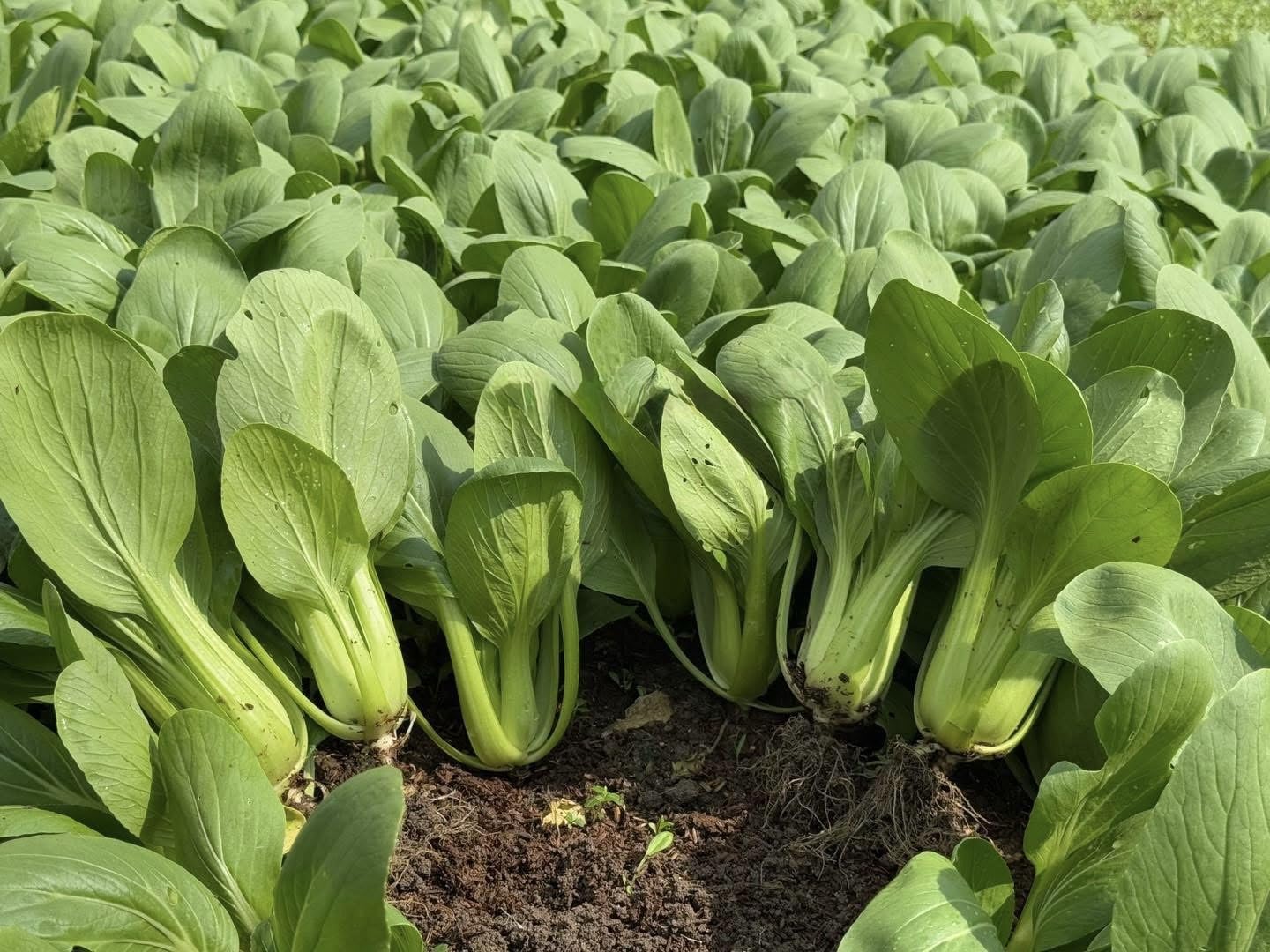 Generic bok choy plants in raised bed thriving for quick harvest