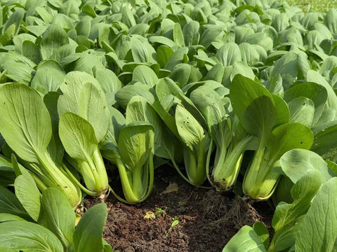 Generic bok choy plants in raised bed thriving for quick harvest