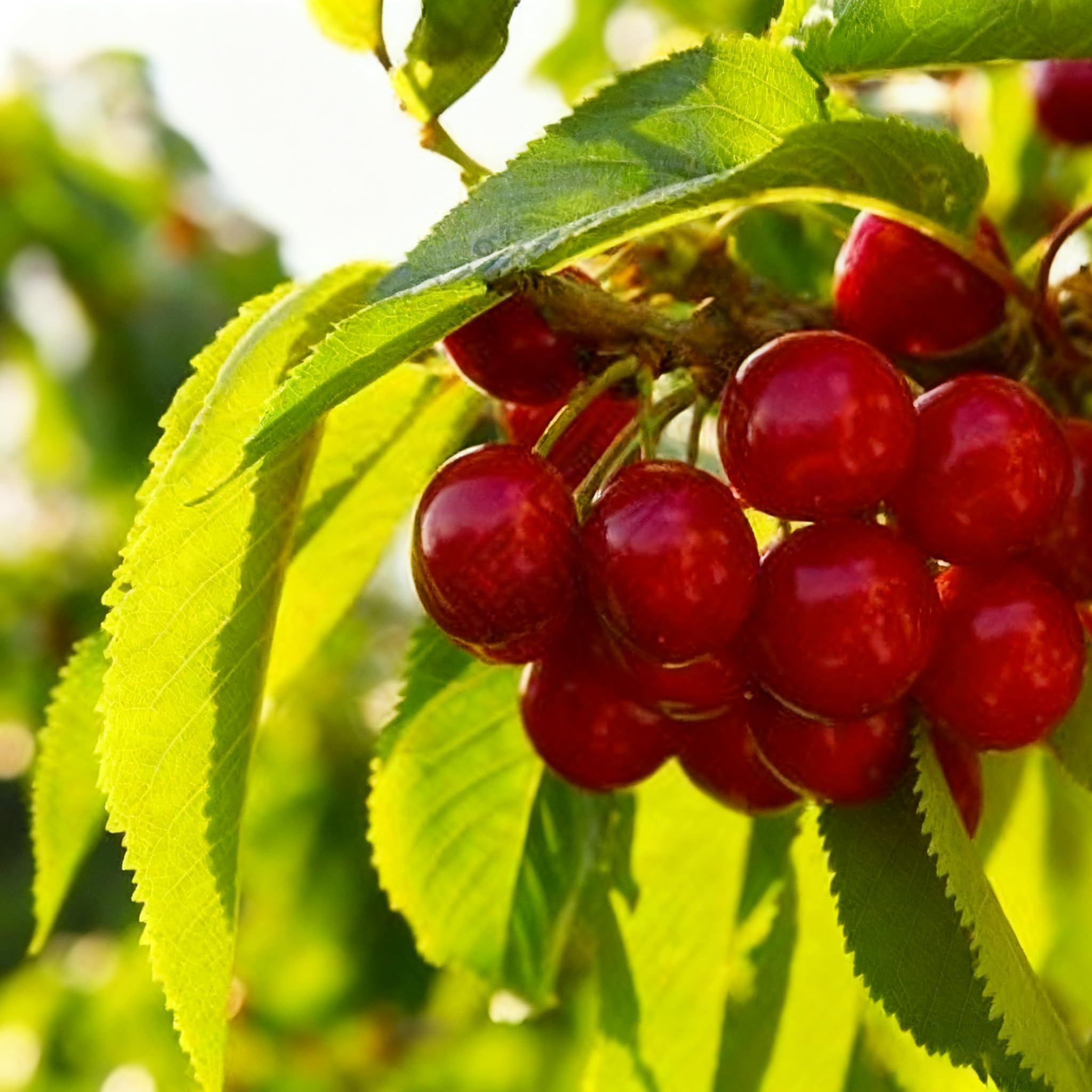 Generic Bonsai-dwarf fruit trees in pots, ideal for small-space patios and indoors.