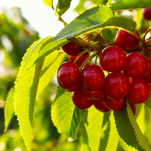 Generic Bonsai-dwarf fruit trees in pots, ideal for small-space patios and indoors.