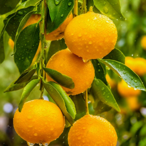 Generic Bonsai patio garden thriving with healthy fruit-bearing seedlings.