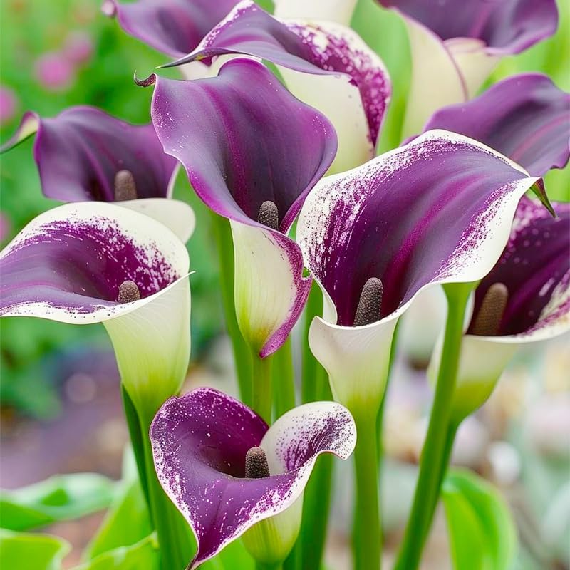 Generic Calla Lily border planting for garden edges offering vertical contrast.
