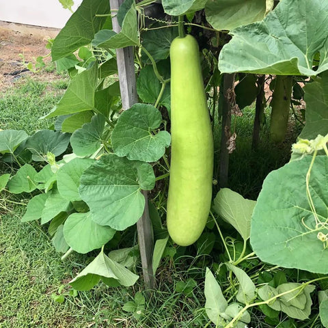 Generic Bottle Gourd fruit hanging, ready for harvest.