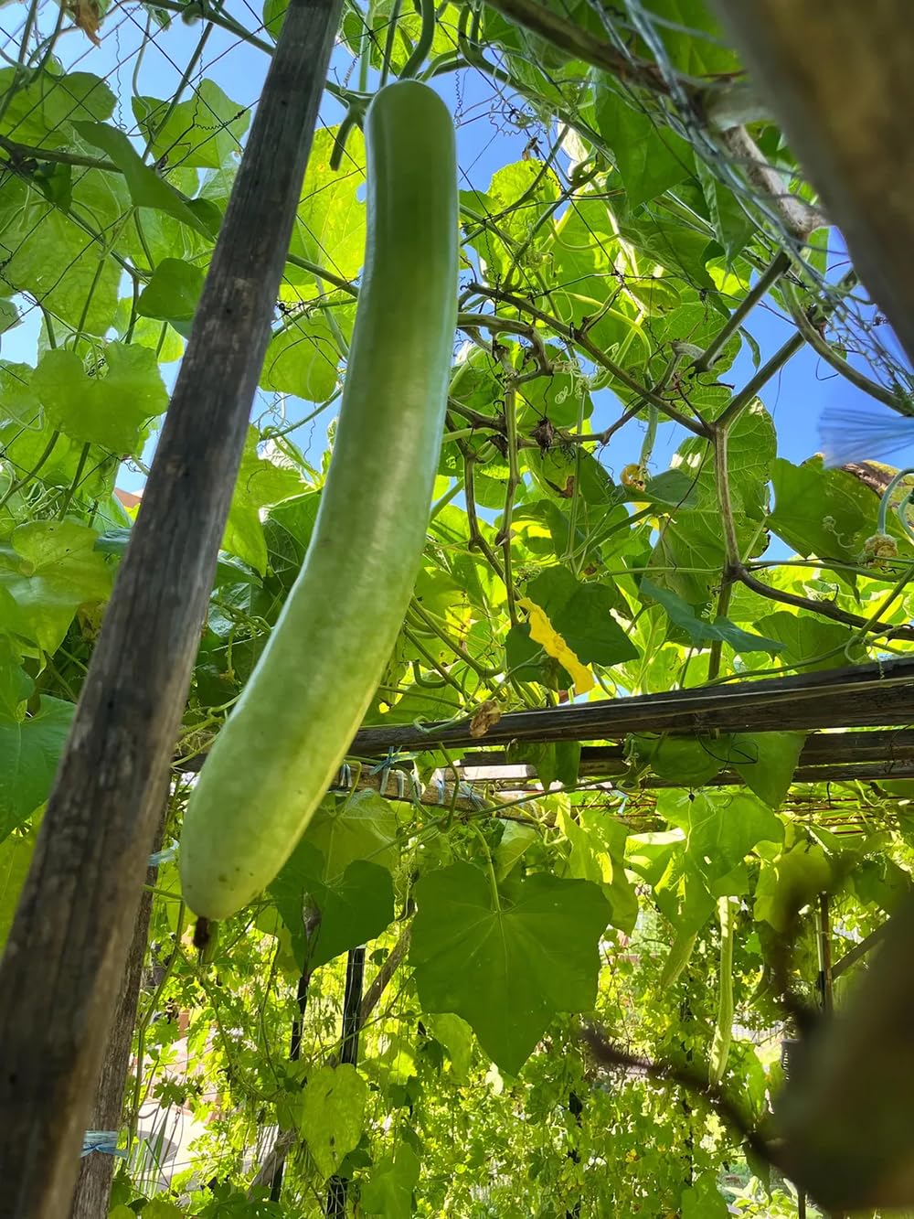 Generic Bottle Gourd seeds close-up highlighting non-GMO, heirloom quality.