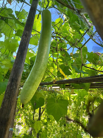 Generic Bottle Gourd seeds close-up highlighting non-GMO, heirloom quality.