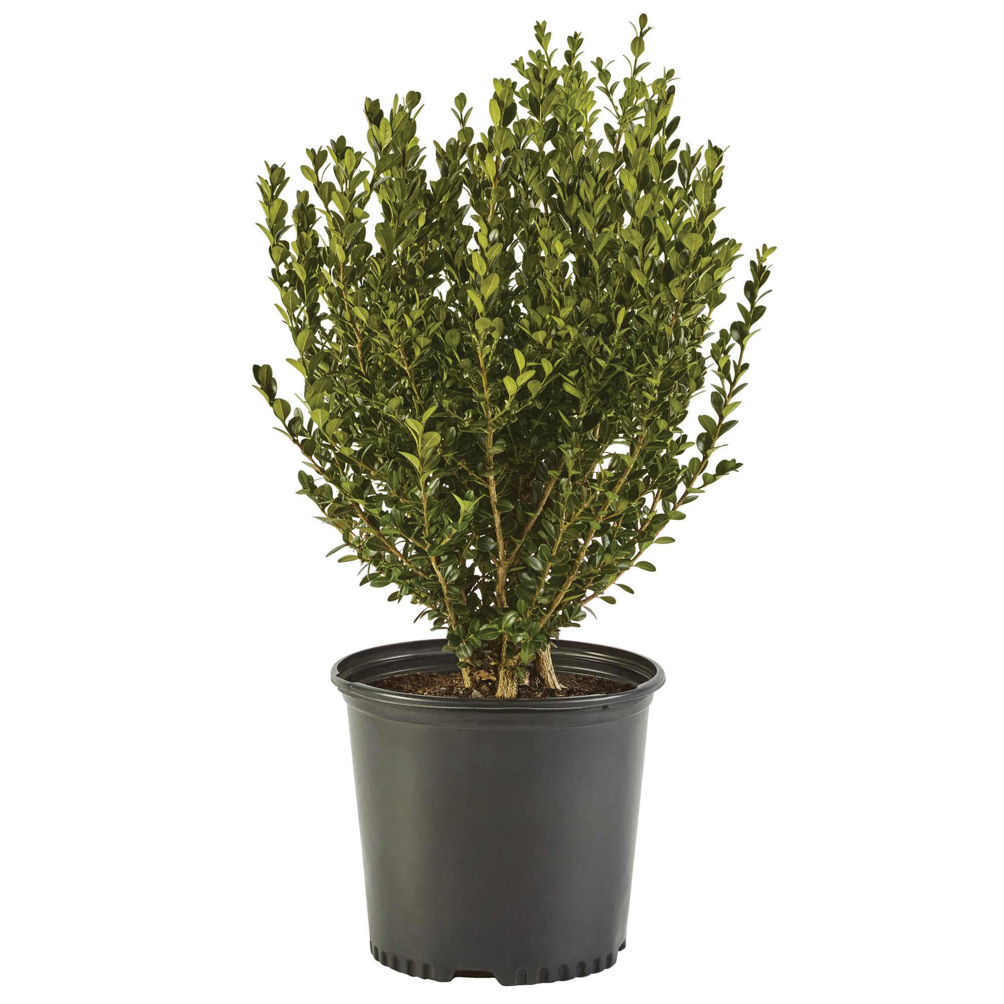 Generic Boxwood Wintergreen 1-Gallon plant for hedges or borders