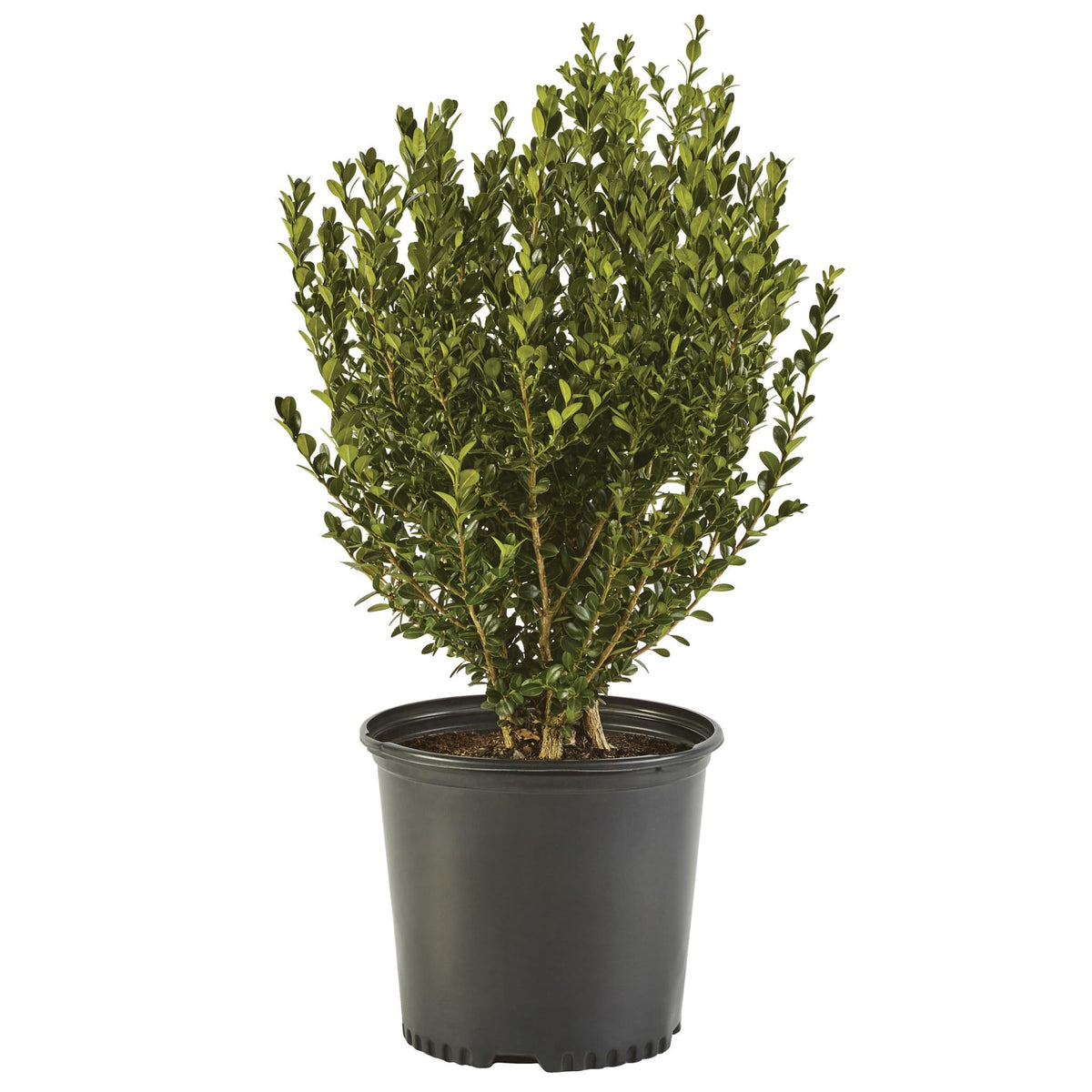 Generic Boxwood Wintergreen 1-Gallon plant for hedges or borders