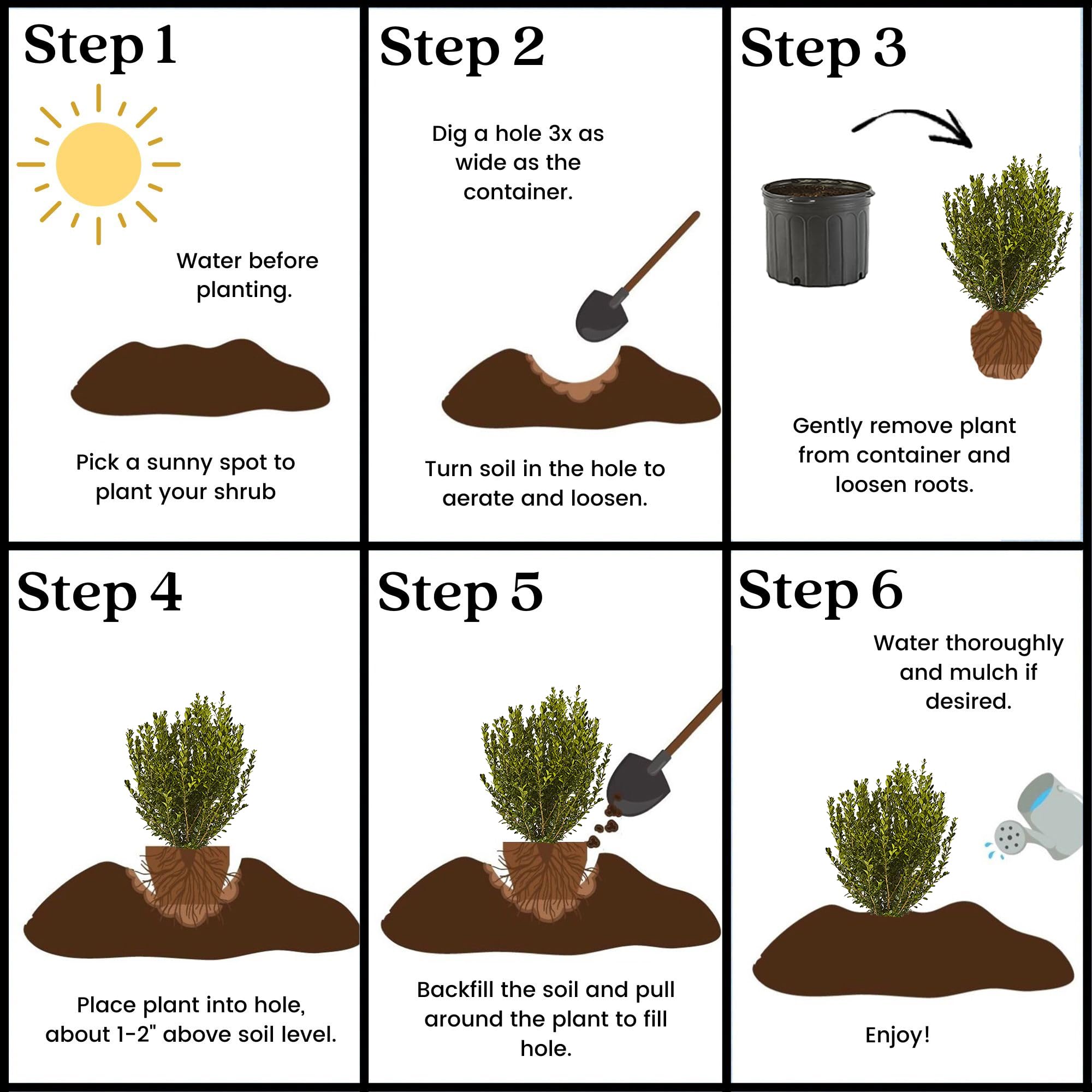 Generic Boxwood Wintergreen ideal for cold climates with slow growth