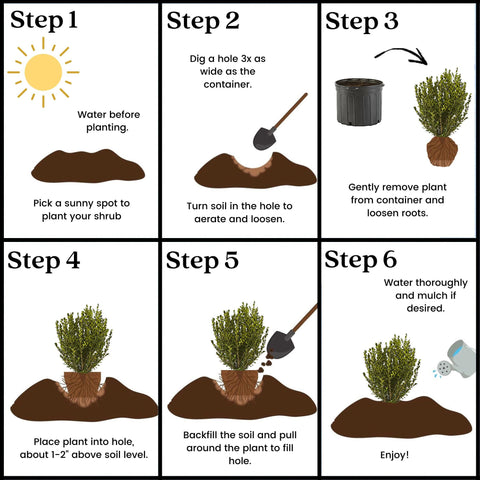 Generic Boxwood Wintergreen ideal for cold climates with slow growth