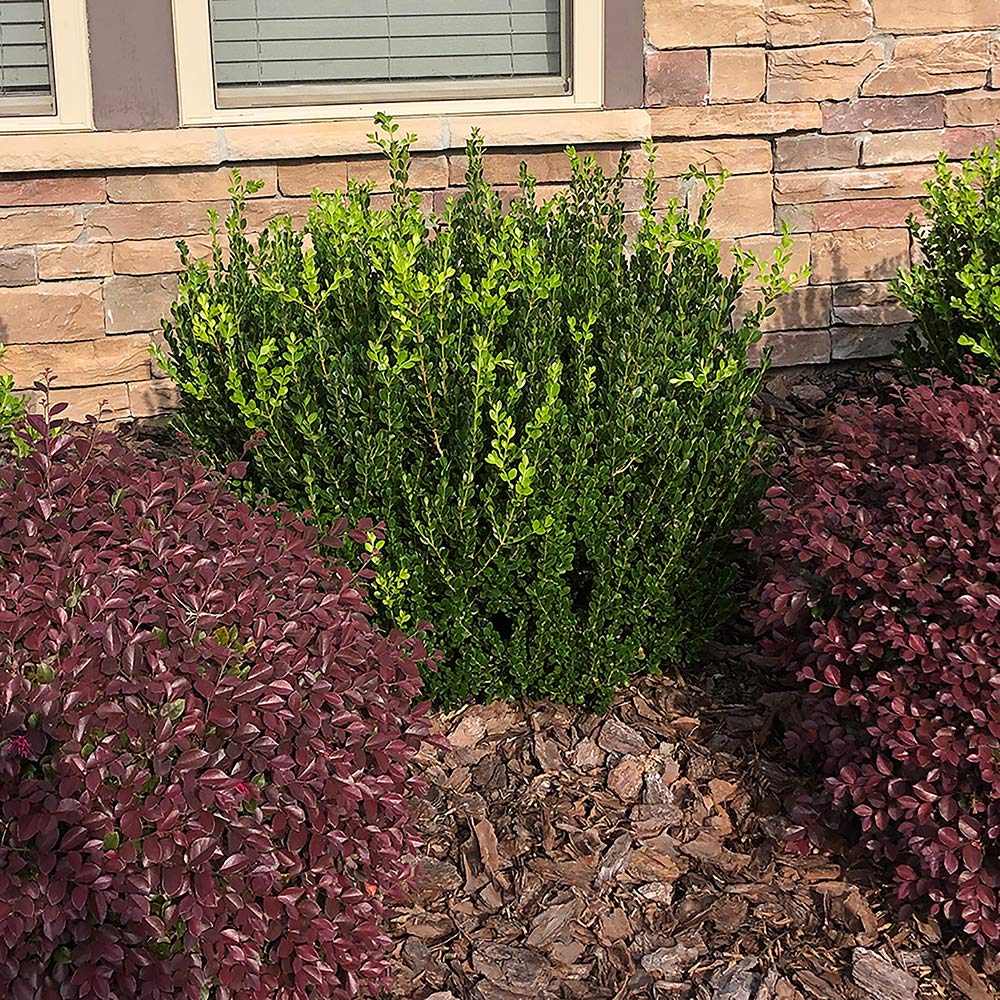 Generic Boxwood Wintergreen in a container offers flexible patio landscaping