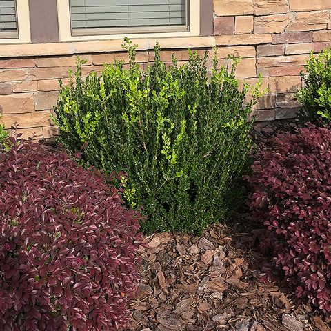 Generic Boxwood Wintergreen in a container offers flexible patio landscaping