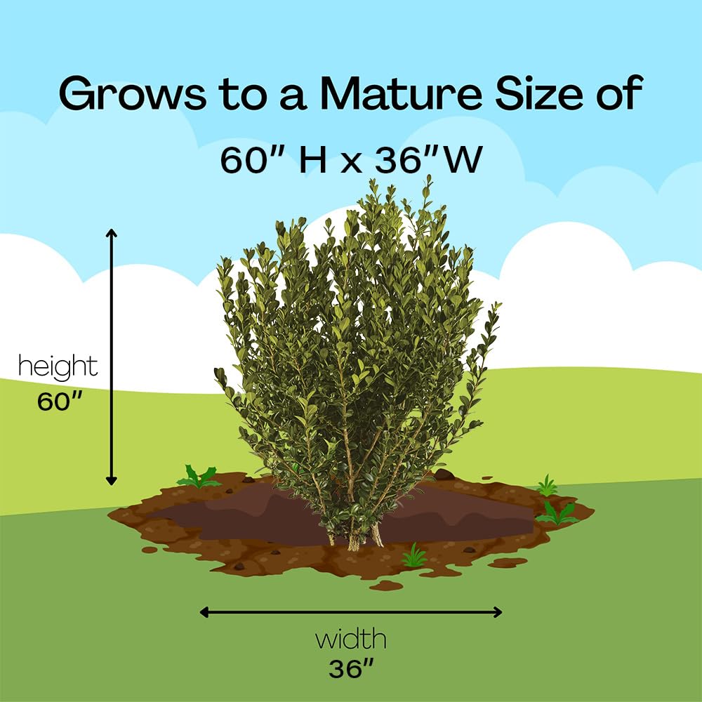 Generic Boxwood Wintergreen planted along garden borders enhances structure