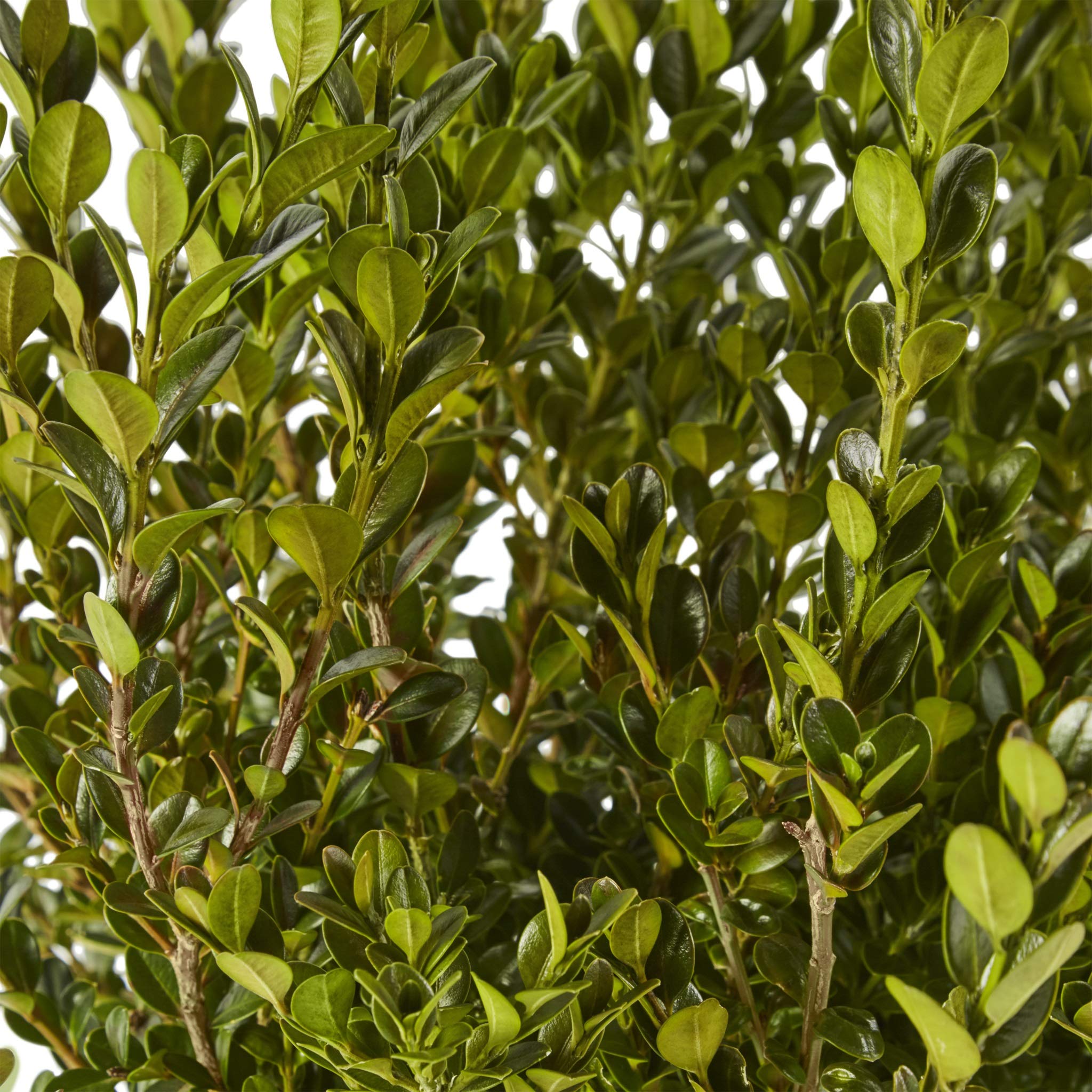 Generic Boxwood Wintergreen close-up of glossy leaves for year-round greenery