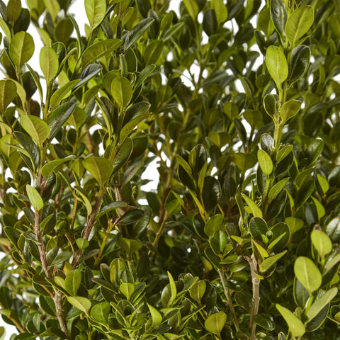 Generic Boxwood Wintergreen close-up of glossy leaves for year-round greenery