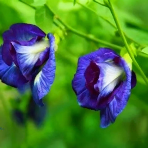 Generic butterfly pea blue flowers bloom vividly, ideal for color-rich garden displays and natural dye.