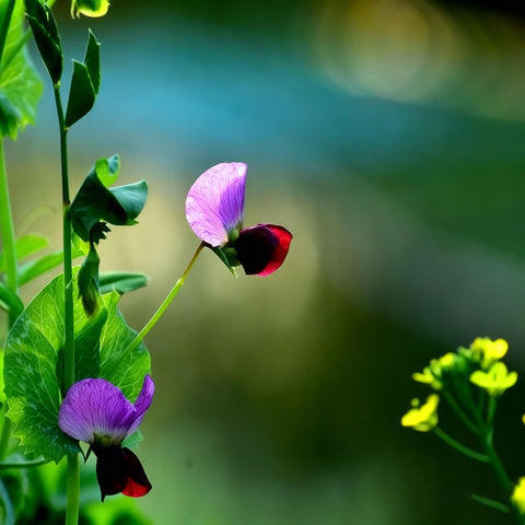 Generic butterfly pea container growing is perfect for cooler zones and balcony gardens.