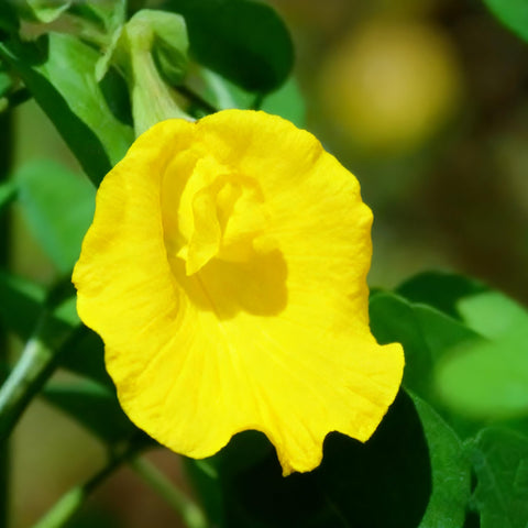 Generic butterfly pea edible petals offer natural color for drinks and dishes.