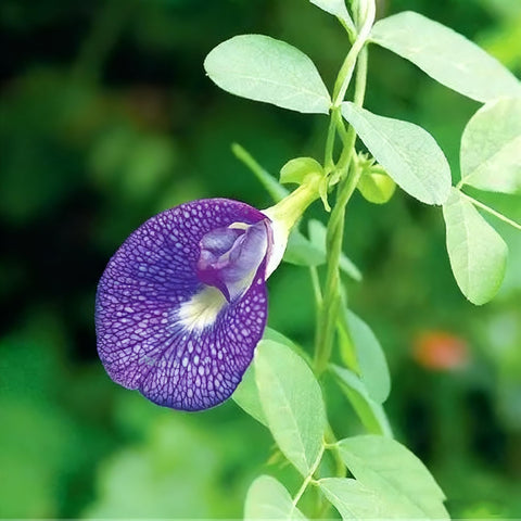 Generic butterfly pea ornamental-garden plant adds exotic color and fragrant charm to outdoor spaces.